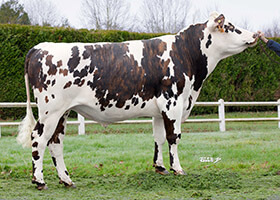 PYLONE (Ibernatus x Jolfover)