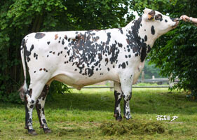 Handelles (Uperise x Noisy)