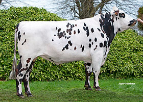 MASSIGNAC (Infinity x Vitriol)