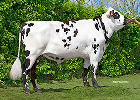 LICORICE (Iroquois x Atome)