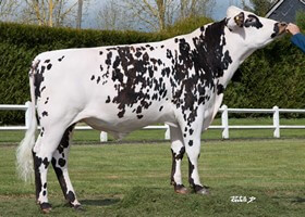 LIBERTY (HORTALIS)