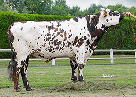 PACO BGT (Montfort x Jolfover)