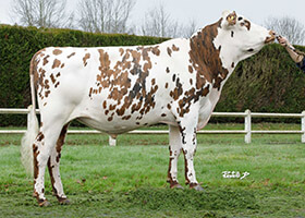 RAVELIN (Jibraltar x Jasmin)
