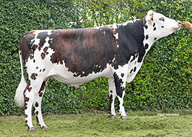 RONQUILLO (Jibraltar x Jasmin)