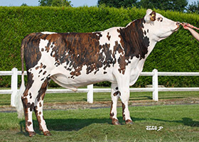 REVEL (Jesse PC x Ucany)