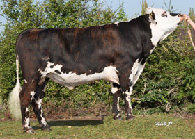 NESTAR GH (Jesse Pc x Unnoel)