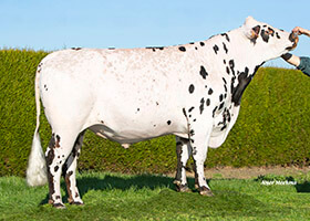 PELE GH (Manchester x Infinity)