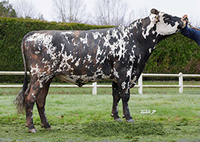 PAPYRUS GH (Montfort x Jesse PC)