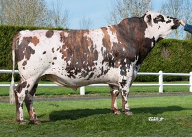 DERABLE (RAFIOT)