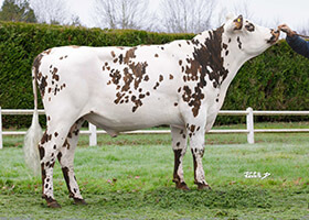 ROZEVIL (Nacre x Jankee)