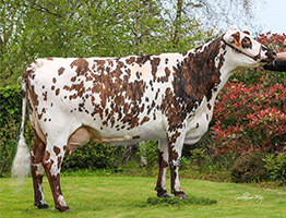 Naphtole (Jankee), mère de ROZEVIL, à l'Earl des Sources (50)