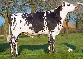 JAPELOU (Handelles x Ucany)