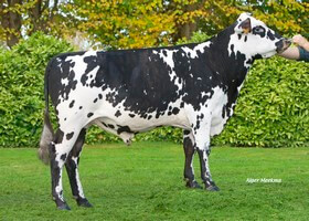 LOMBARDI (HOLONNE)