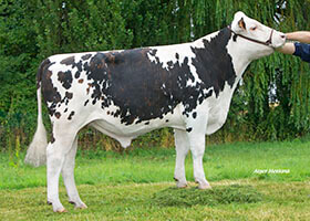 JODLER (Fornells x Vitriol)