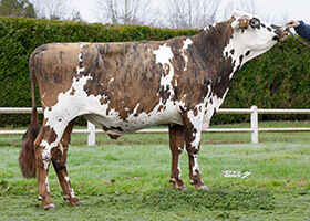 RICCI (Nyls x Fuseos Isy)