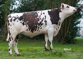 GALHILEO (UPERISE)