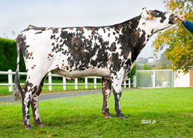 HANCARA (Arantilly x Uperise)