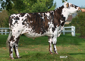 MILKO (Derable x Uperise)