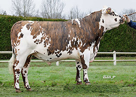 PAUILLAC (Luigi BGT x Général)