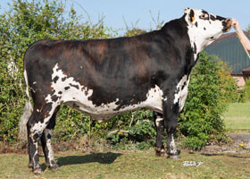 Maanonu (Fortain x Folden)