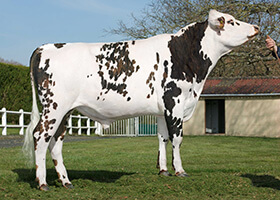 PORTSALL (Nintendo x Jolfover)