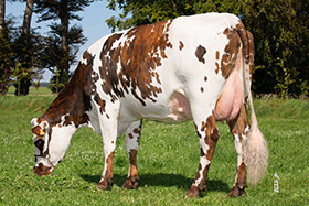 NATIVE (Jolfover), mère de Portsall