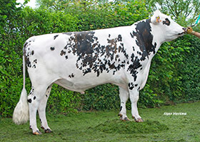 LAORA (Icilius x Ulozon)