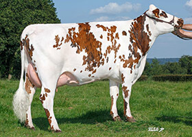Ortho, fille de LAORA, à la Scea Du Hallot (76)