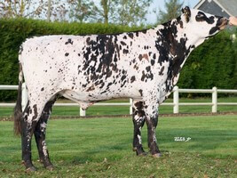 JUZA (Game Over x Saintyorre)