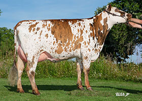 Noisette, fille de JUZA à l'Earl Gueret (28)