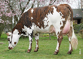 NIVEA, fille de JUZA, au Gaec du Houllemare (14)
