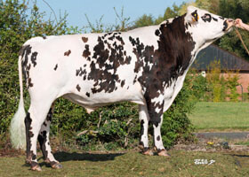 MONTOYA (Eolonne x Element)