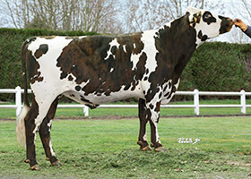 NYLS (Hemrick x Gallieni)