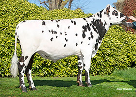 RASMUS (Novlang x Fornells)