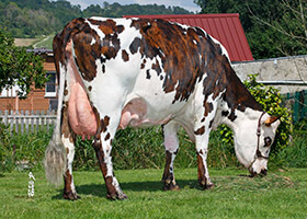 LAVANDE (Fornells), mère de RASMUS, à la Scea de la Chaussée (76)