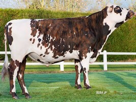 JOLABAMA (Highland x Redondo)