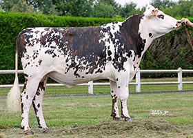 RET BLUE (Octavius x Himpala)