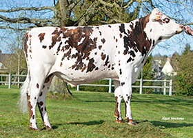 RILEY JET (Octavius x Himpala)