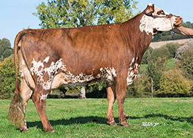 Jet Blue (Himpala), mère de RILEY JET, au Gaec Vitrebert Lucas (76)
