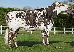 PALUEL (Milko x Himpala)