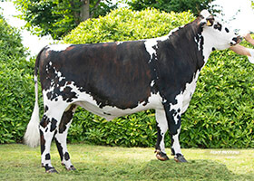 PAVANE (Mille DT x Eolonne)
