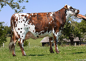 NOBLESSE (Eolonne), mère de PAVANE