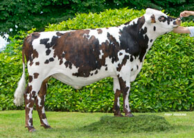 LINEPI (Hershel x Uperise)