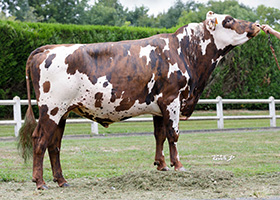 RIDDICK (Nagua x Honfleur)