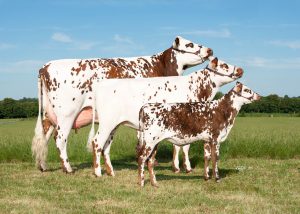 Une souche normande : une vache et ses 2 génisses