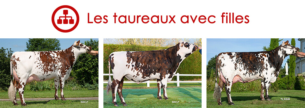 Les taureaux avec filles : Naturel, fille de Licorice, Jolabama et Natière GT, fille de Jasmin