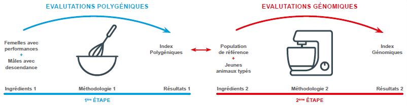 Schéma présentant la sélection génomique avant le Single Step