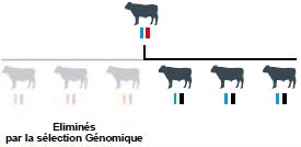Taureaux éliminés par la sélection génomique